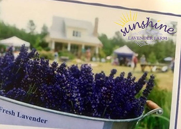 June Bloom Lavender Festival on the Farm